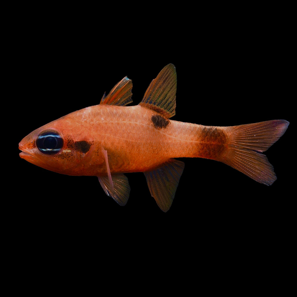 Aquarium Conditioned-Caribbean Flame Cardinal Fish