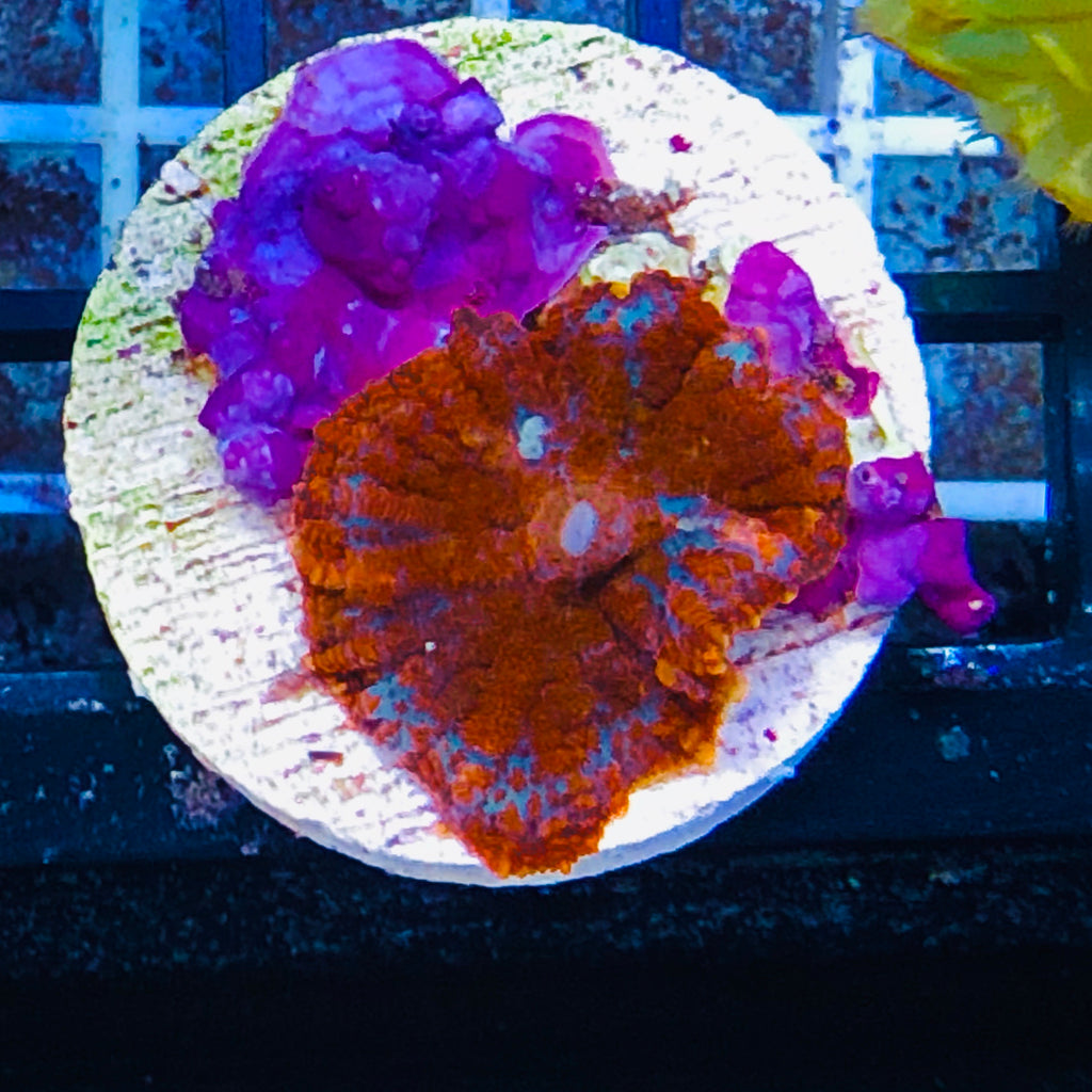 WYSIWYG-Ultra Blood Orange Rhodactis Mushroom