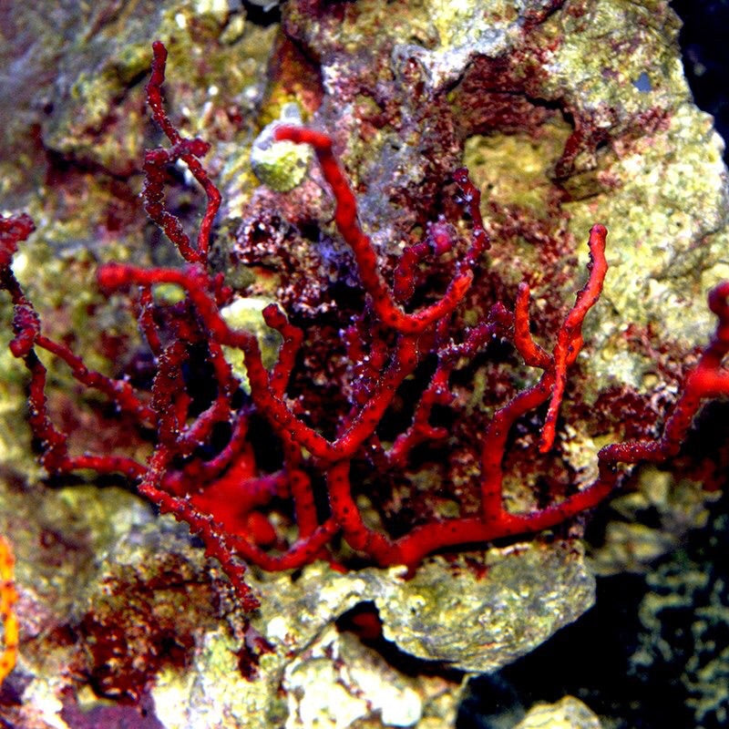 Red Finger Gorgonian
