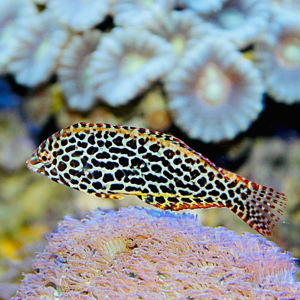 Aquarium Conditioned-Leopard Wrasse