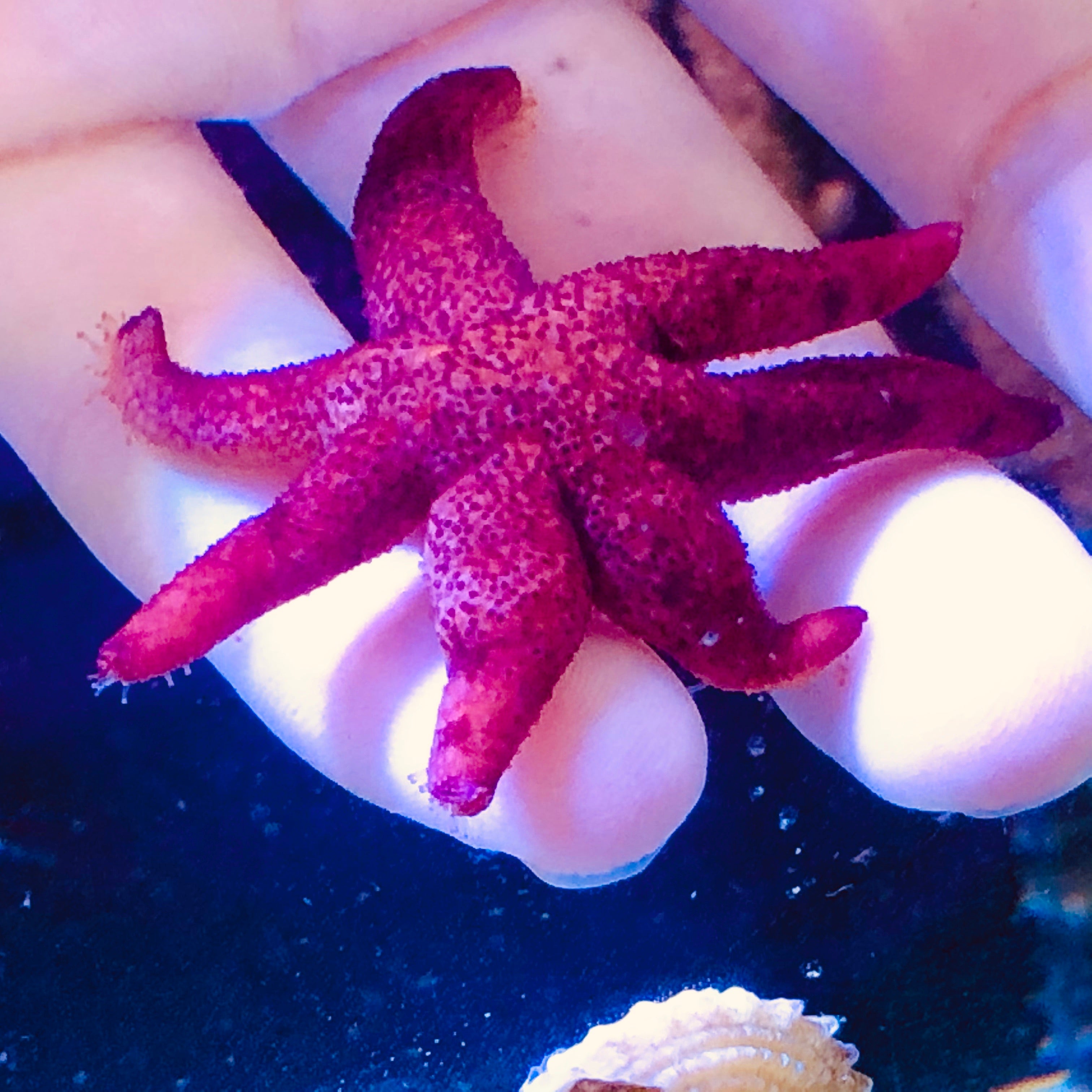 Dark Red Starfish