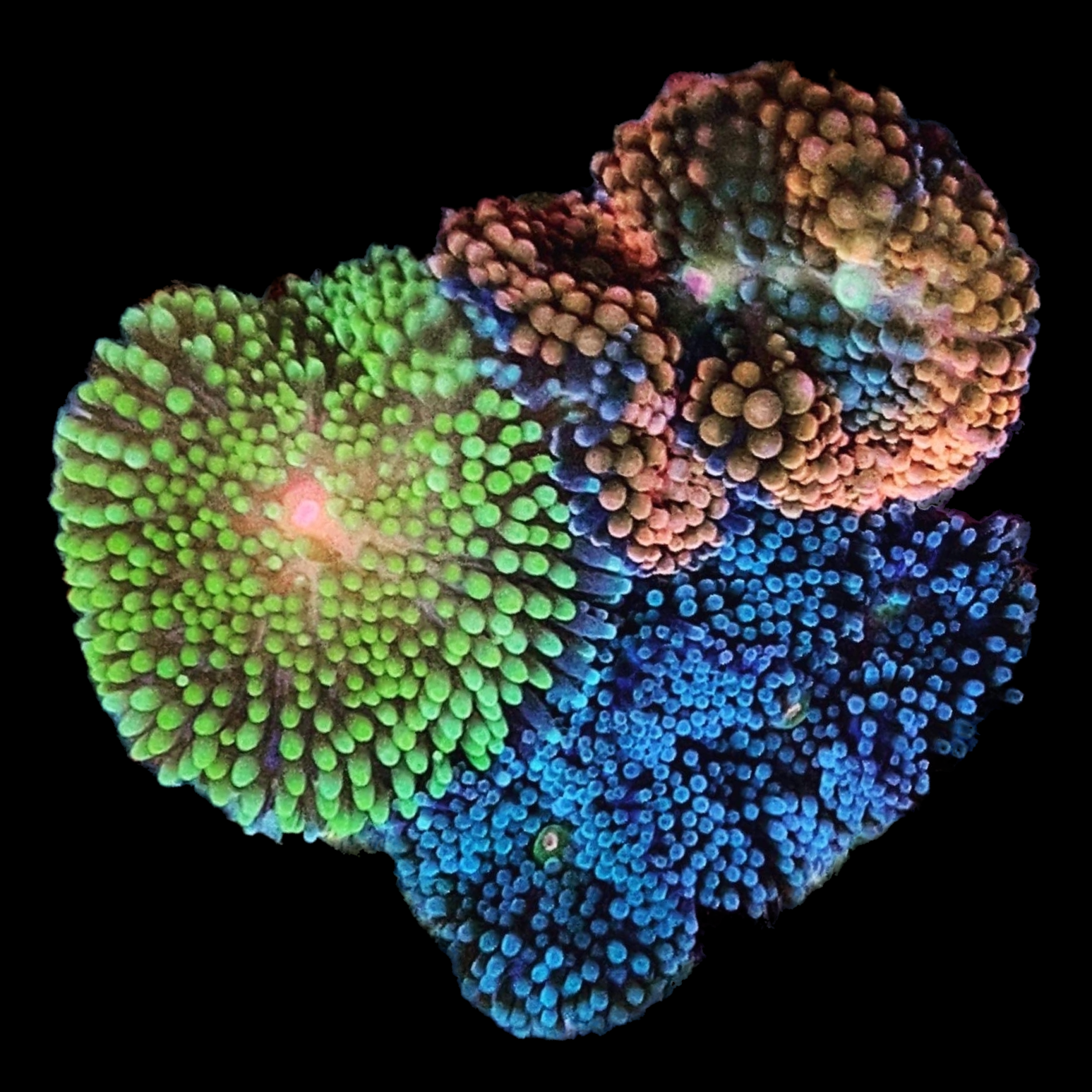 SPECIAL-Ricordea florida Rainbow Cluster