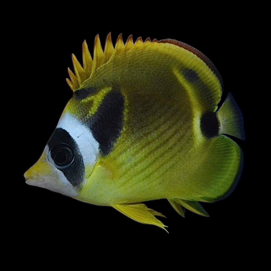 Aquarium Conditioned-Racoon Butterflyfish