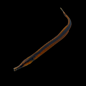 Aquarium Conditioned Blue Stripe Pipefish