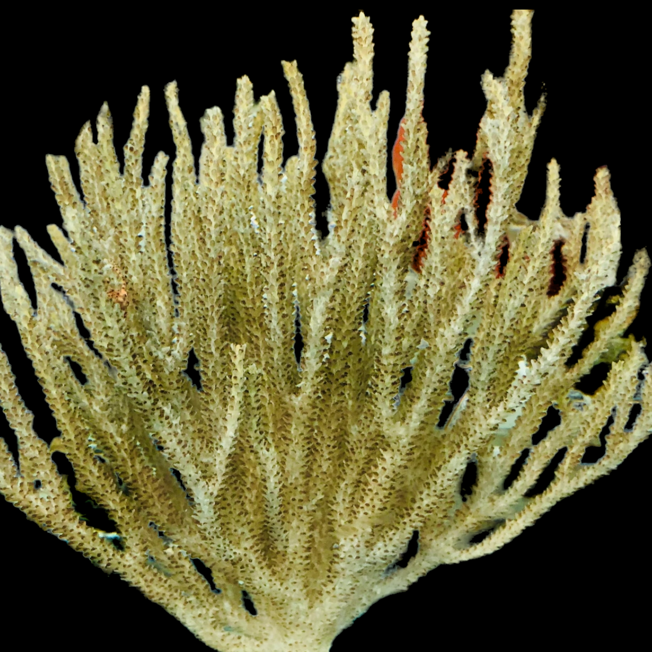 Gulf Silver Muricea Gorgonian-Photosynthetic