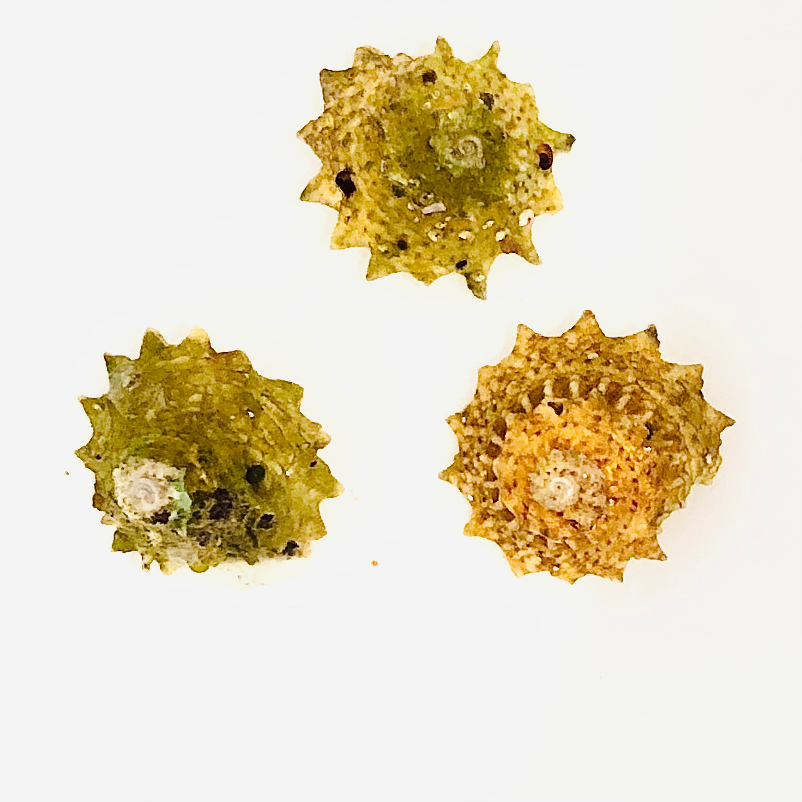 Star Astrea Snail-Eat Algae