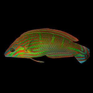 Aquarium Conditioned-Hoeven's Melanurus Wrasse (Male)