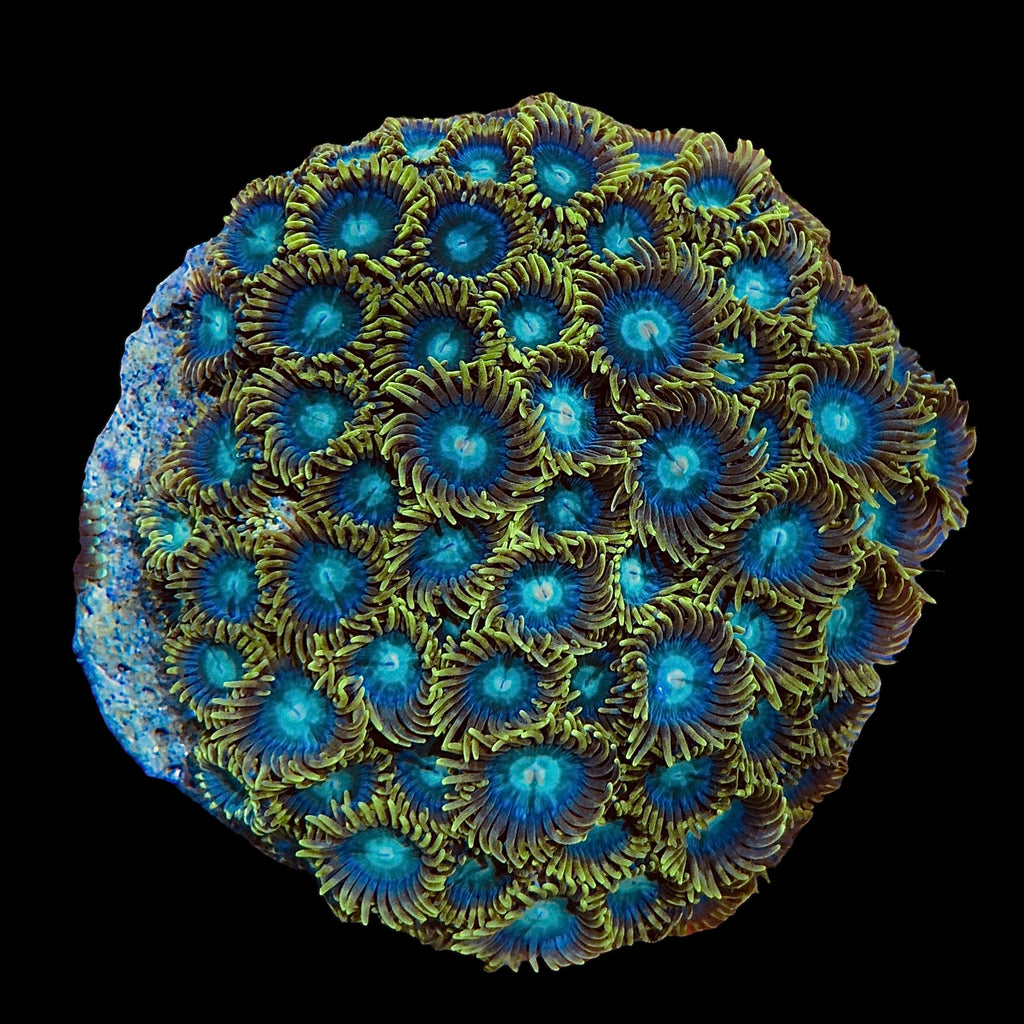 NEW Green Caribbean Zoanthid Cluster-Special (Very Nice)