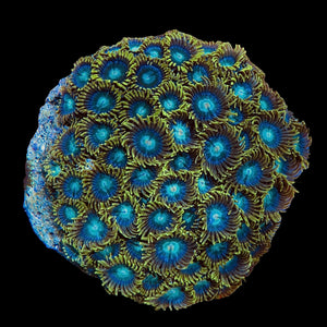 NEW Green Caribbean Zoanthid Cluster-Special (Very Nice)