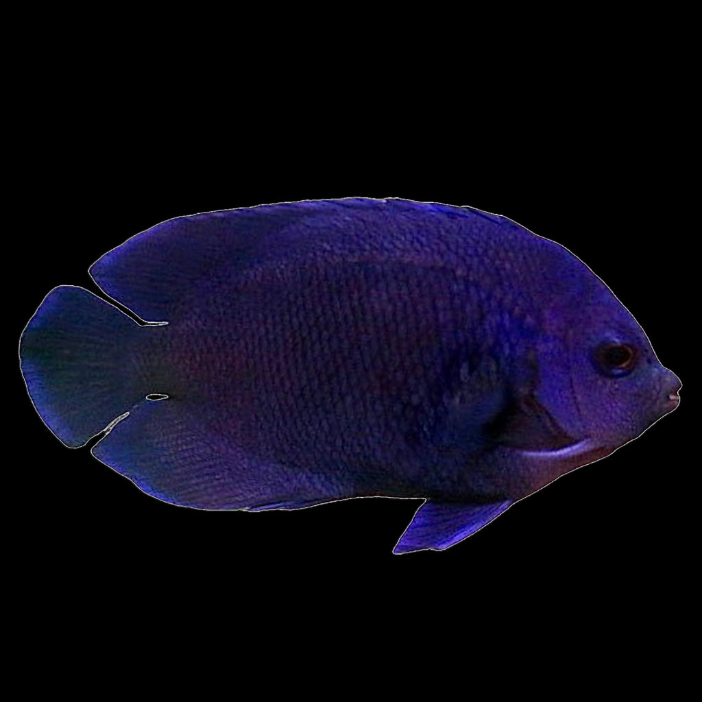 Aquarium Conditioned-Blue Velvet Dwarf Angelfish