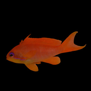 Aquarium Conditioned-Lyretail Anthias