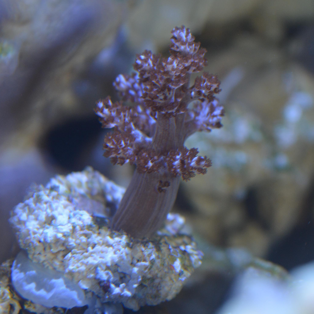 Special-Kenya Tree Coral (Capnella sp.)-Aquacultured