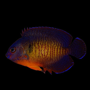 Aquarium Conditioned-Coral Beauty Dwarf Angelfish