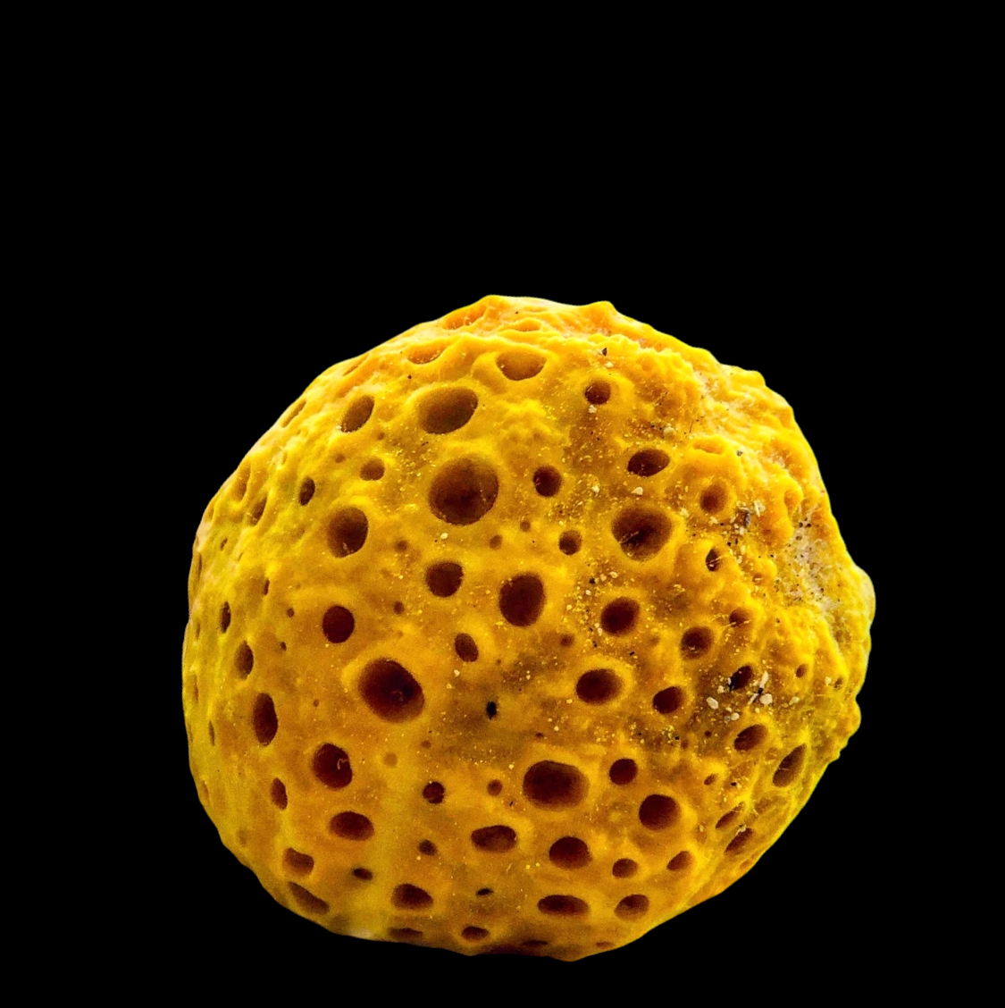 SPECIAL-Yellow Ball Sponge (Small Size)