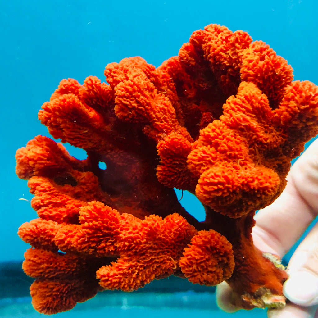 NEW ARRIVAL Red Ruffle Branching Tree Sponge-(Great for Seahorse Hitching Posts)