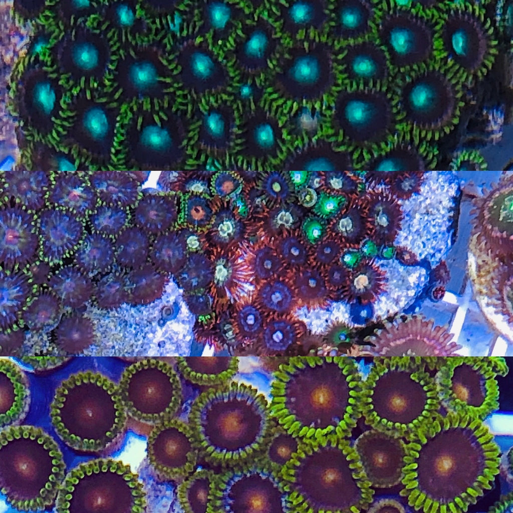 Assorted Zoanthid 3 Pack-Aquacultured Frags
