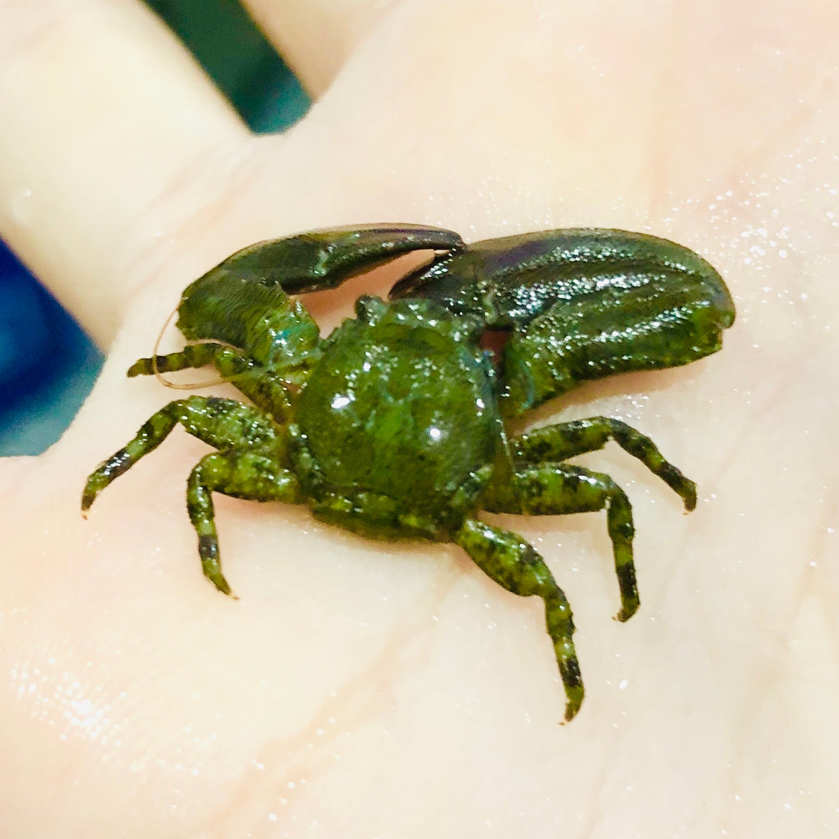 Green Porcelain Crab