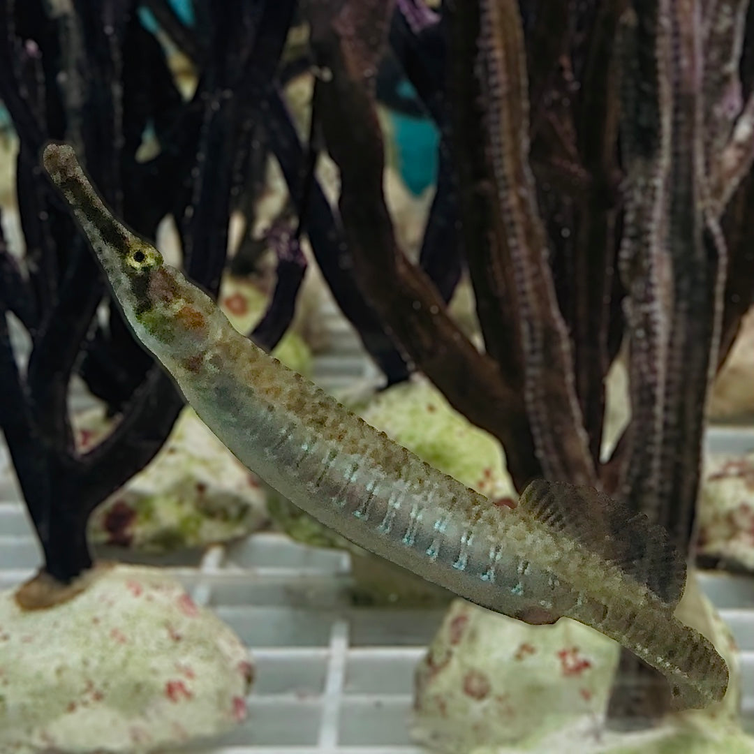 Gulf Pipefish-Pair