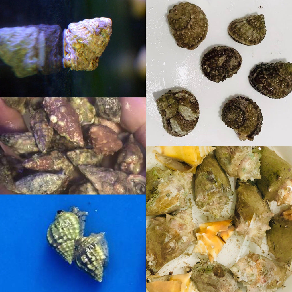 Clean-up Crew and Invertebrate Package Deals – Alyssa's Seahorse Savvy