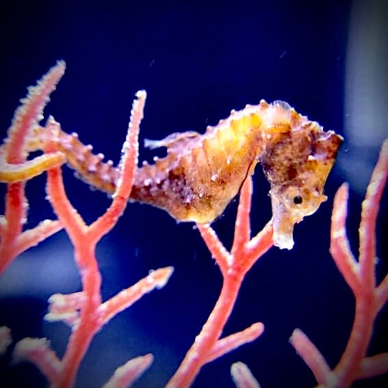 Single Dwarf Seahorse-Captive Bred Hippocampus zosterae