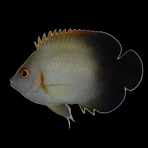 Aquarium Conditioned-Half Black Angelfish