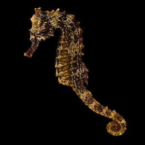 Captive Bred SUPER Saddled Hippocampus Erectus Seahorse-Pair