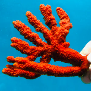 Red Branching Tree Sponge-(Great for Seahorse Hitching Posts)