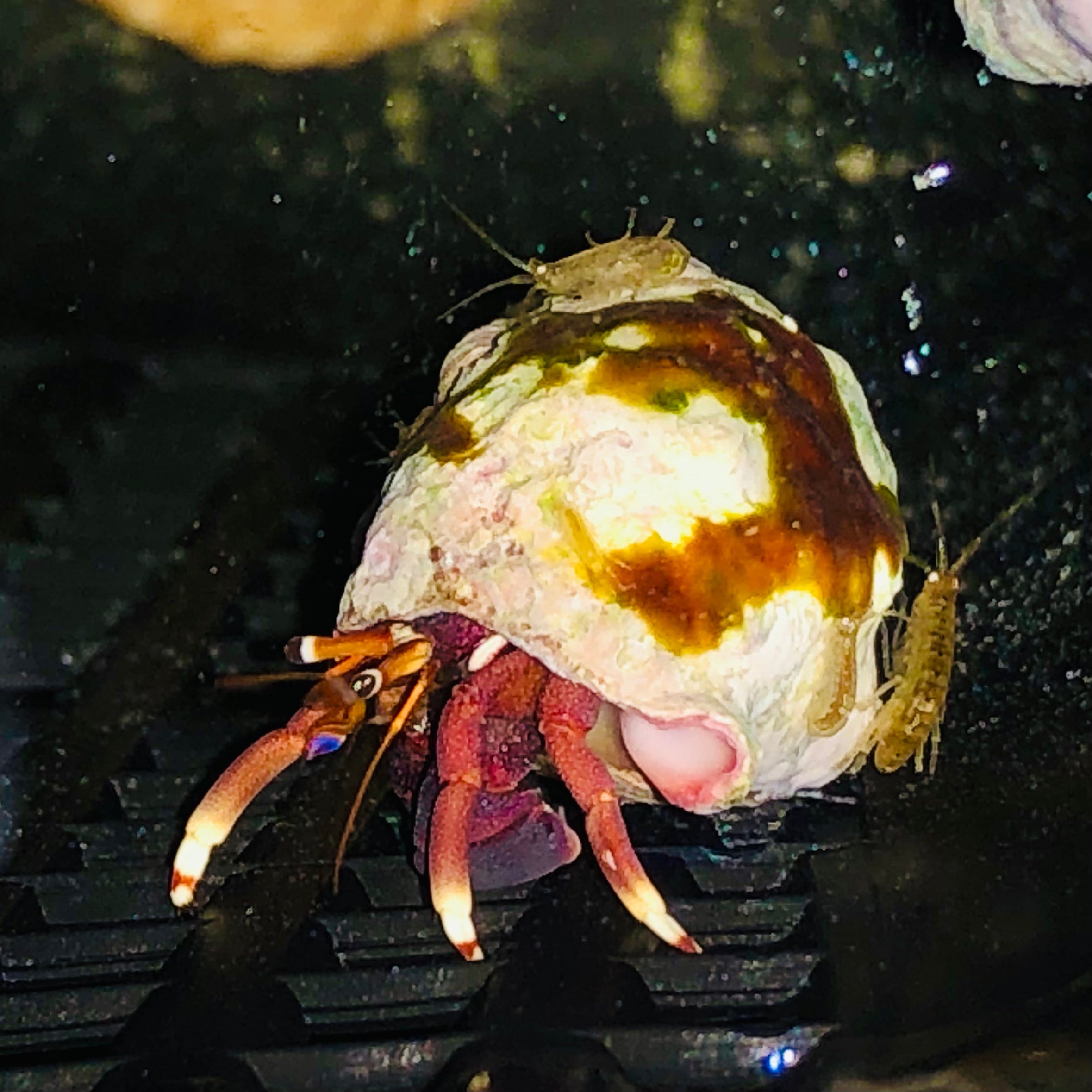 CYBER MONDAY SPECIAL-6 Pack-Orange Claw Hermit Crabs-Amazing Algae Eaters (Popular)