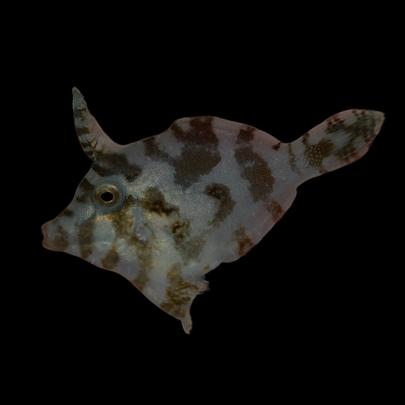 Matte Filefish Aquarium Conditioned-Aiptasia Eating Filefish (Matted Filefish ...