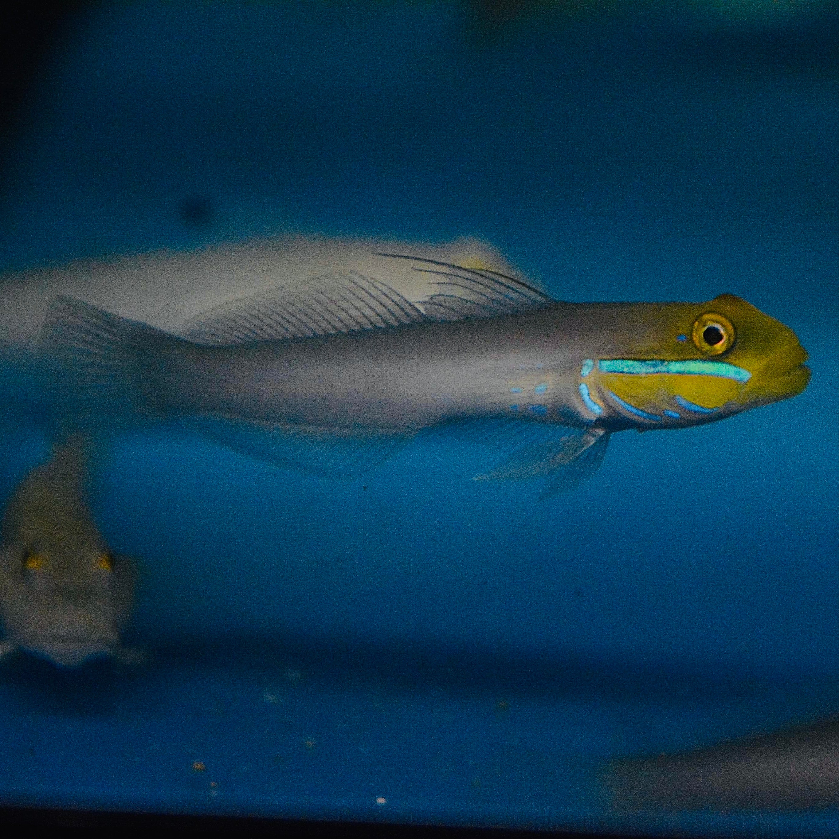 Aquarium Conditioned-Gold Head Sleeper Goby Pair (Sand Sifters)