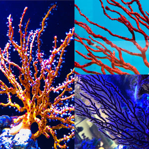 Nonphotosynthetic Gorgonian and Sea Fan Seahorse Hitching Post-3 Pack SPECIAL