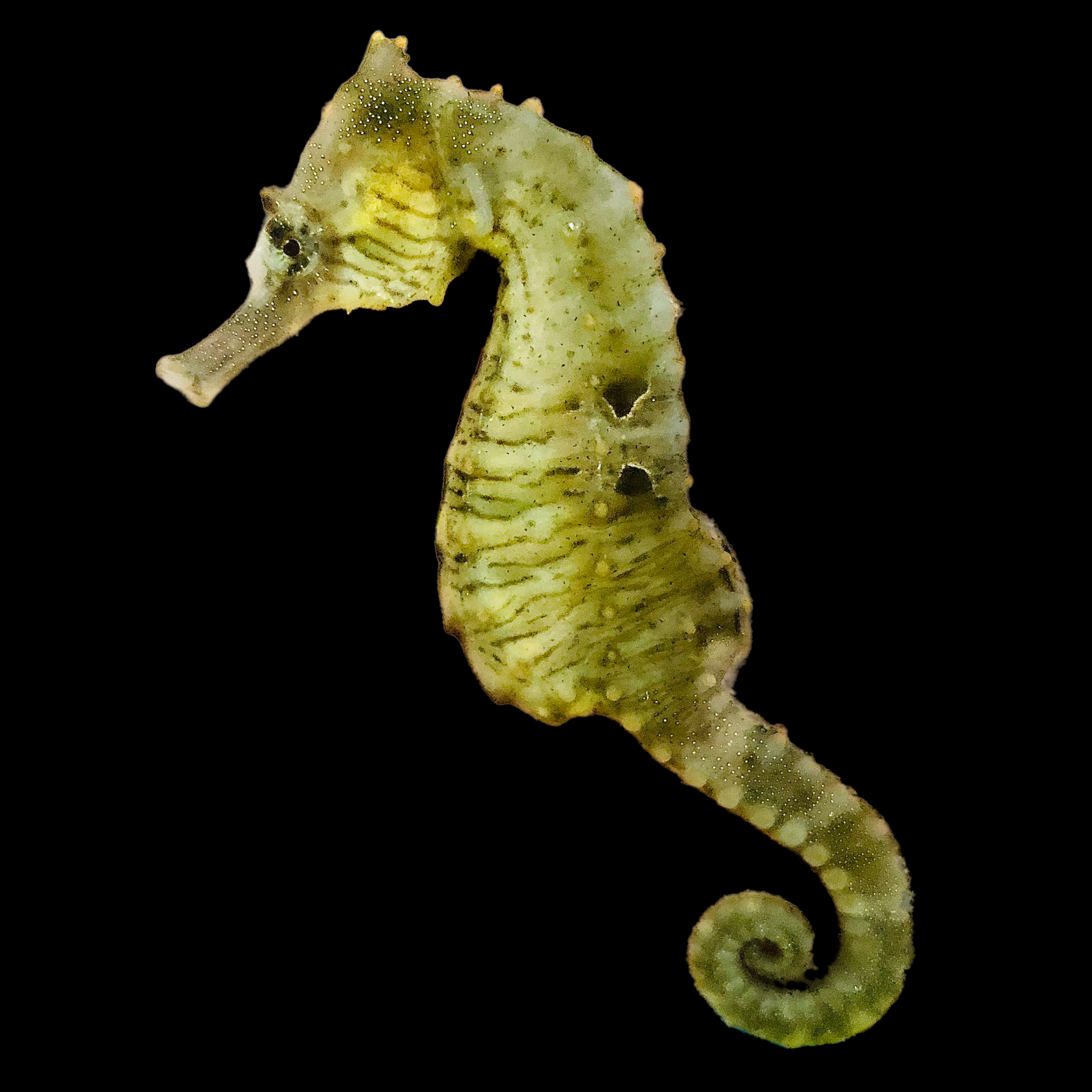 Captive Bred Saddled Hippocampus Erectus Seahorse-Single