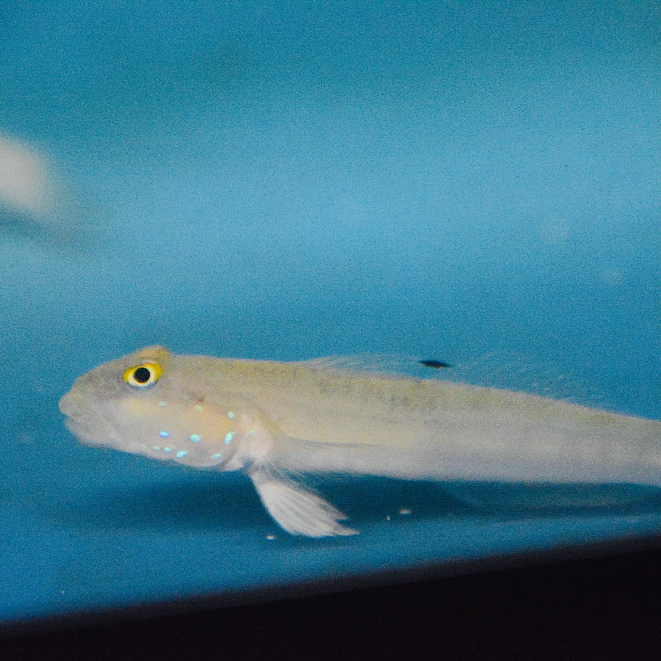 Aquarium Conditioned-White Sleeper Goby (Sand Sifters)
