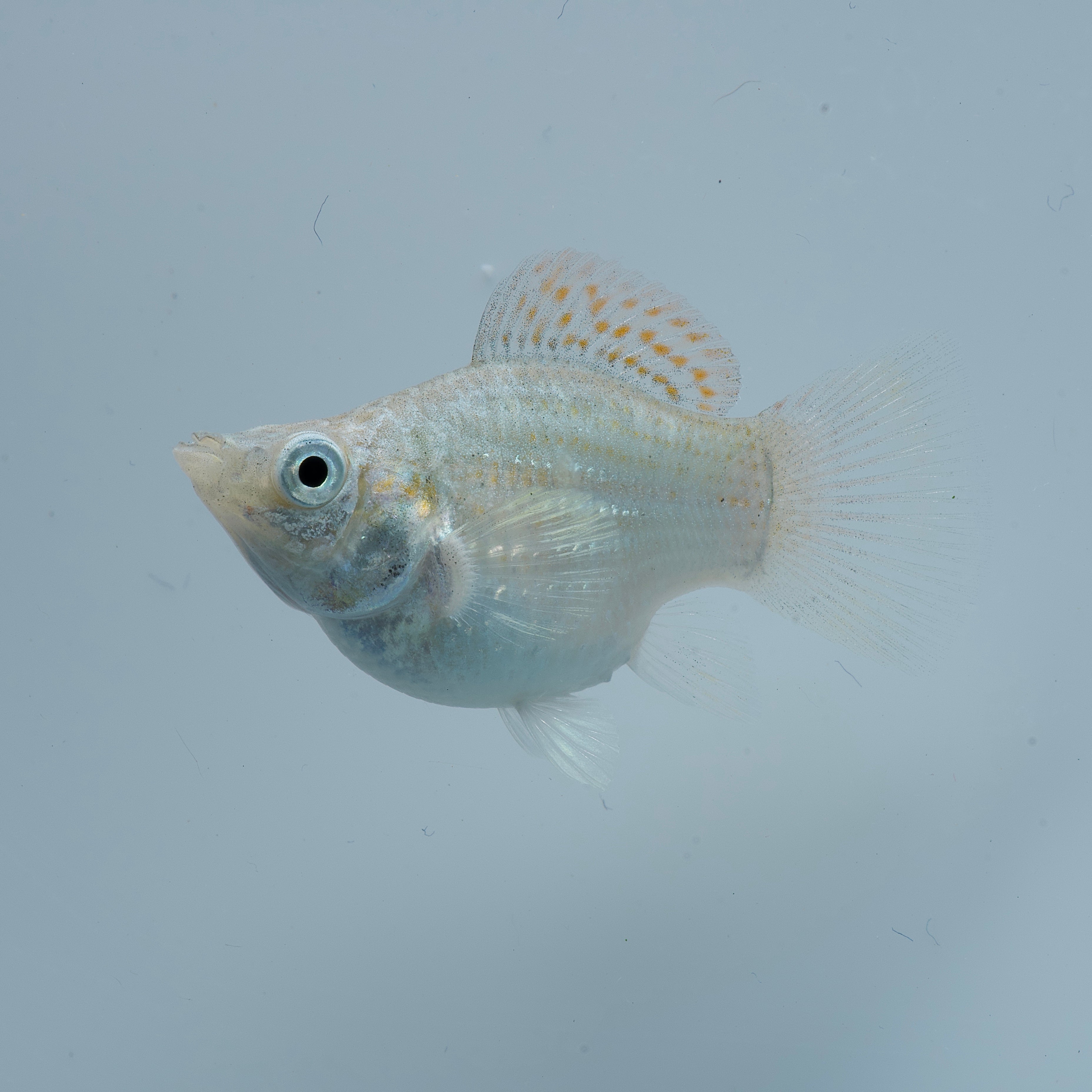 CYBER MONDAY SPECIAL-Saltwater Conditioned Assorted Balloon Molly-(Great Algae Eaters!)