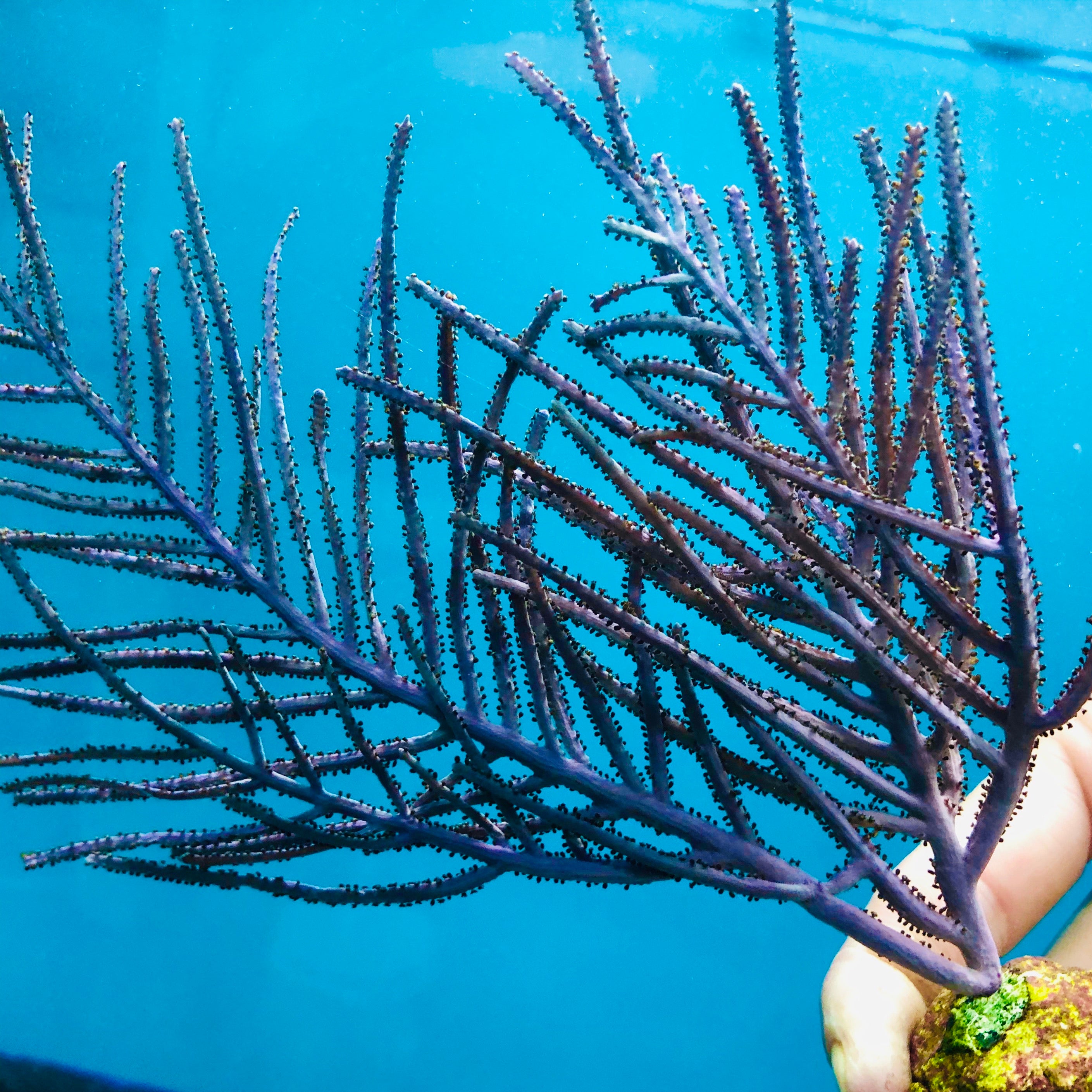Purple Plume Gorgonian-Photosynthetic