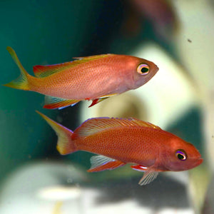 Randall's Anthias