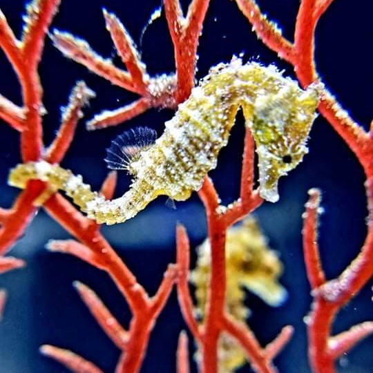 5 Dwarf Seahorses-Captive Bred Hippocampus zosterae