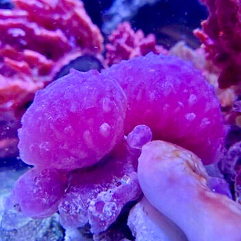 Bright Pink Strawberry Tunicate Colony