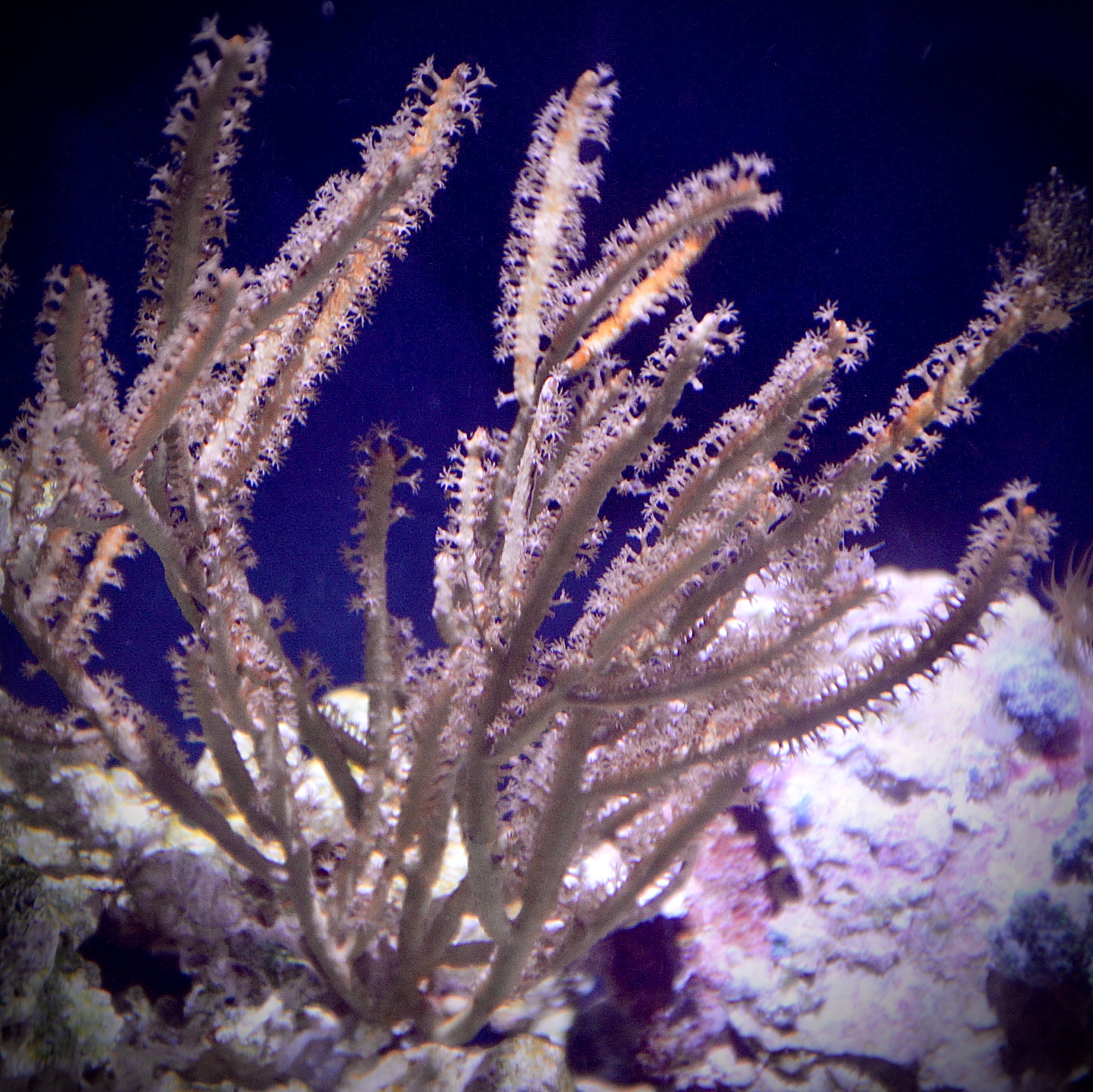 Gold Lace Gorgonian-Photosynthetic
