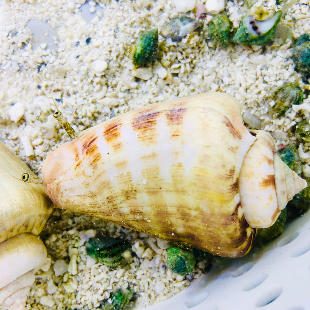 SPECIAL-Strawberry Conch (Small Size Species)-Great Sand Sifters
