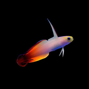 Aquarium Conditioned-Red Firefish (Popular)