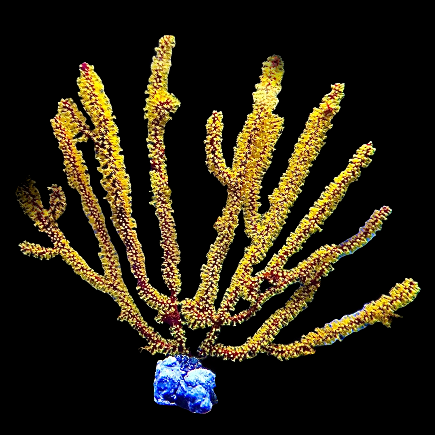 Australian Golden Polyp Gorgonian