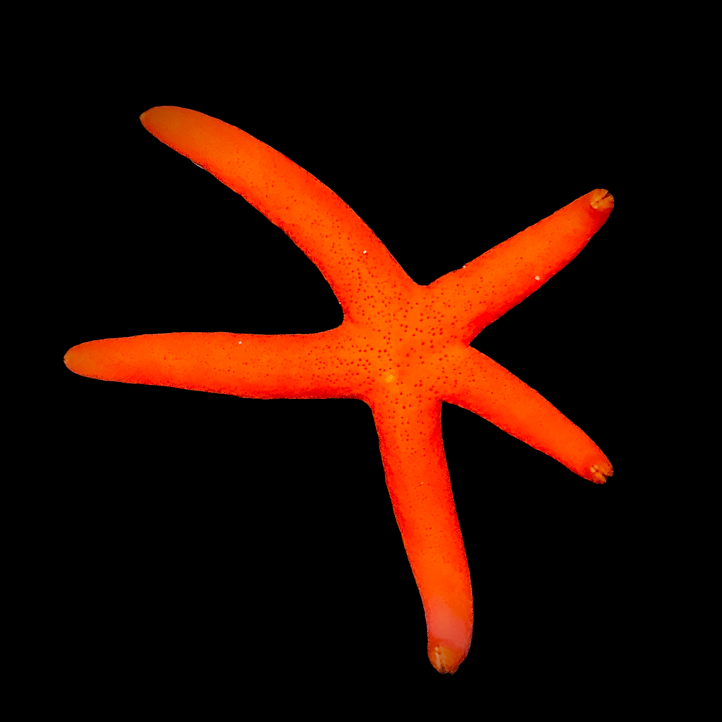 Weekly Special-Neon Orange Red Luzon Starfish