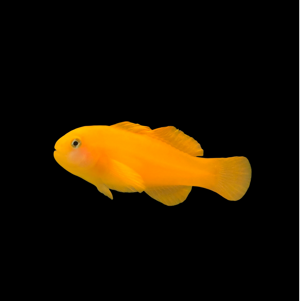 Aquarium Conditioned-Yellow Clown Goby