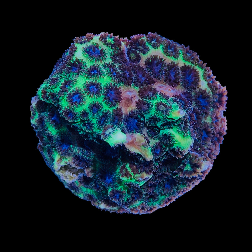 WYSIWYG Wondering Eyes Encrusting Leptastrea-Aquacultured