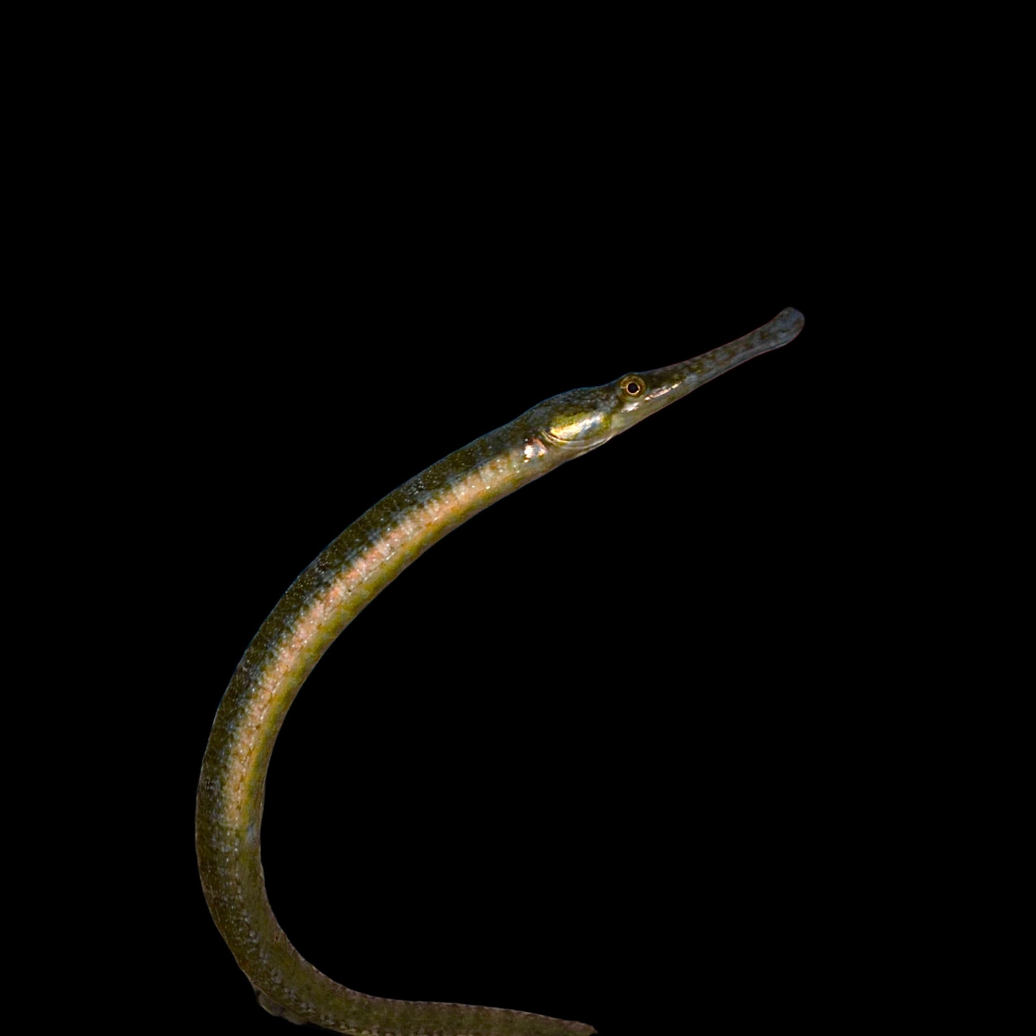 Pipefish – Alyssa's Seahorse Savvy