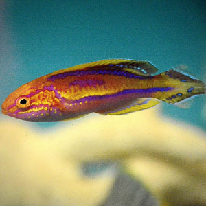 NEW ARRIVAL Aquarium Conditioned-Splendid Pintail Fairy Wrasse (Showy Male)