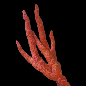 Large Size-Red Branching Tree Sponge-(Great for Seahorse Hitching Posts)