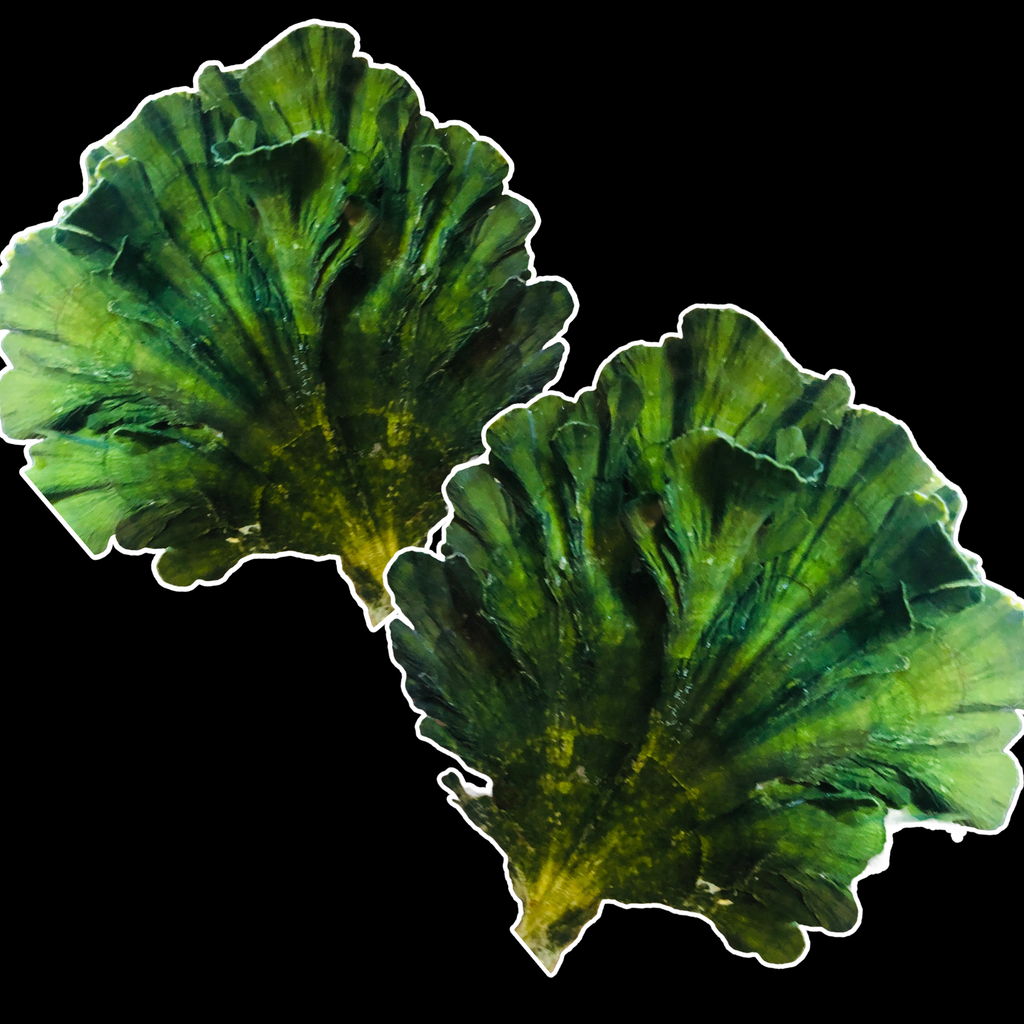 CYBER MONDAY SPECIAL-3 Pack Rooted Mermaid Fan-Macroalgae