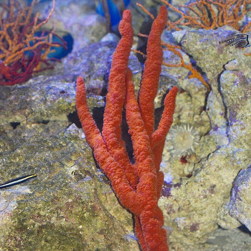 Single Branch Tree Sponge-(Great for Seahorse Hitching Posts)